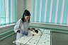 Саратовские ветеринары спасли кота с вросшим в лапу когтем